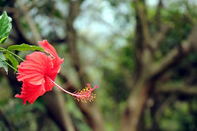 Fleur rouge