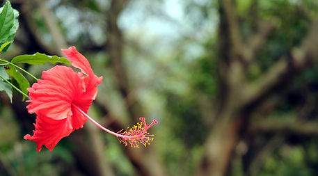 Elixir d'Hibiscus, florathérapie