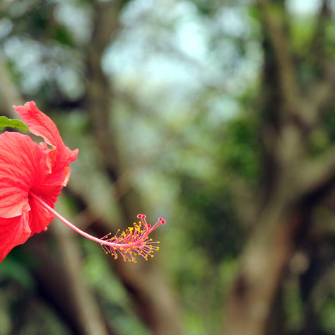 Spring Wellness: Herbal Blends for Seasonal Ailments