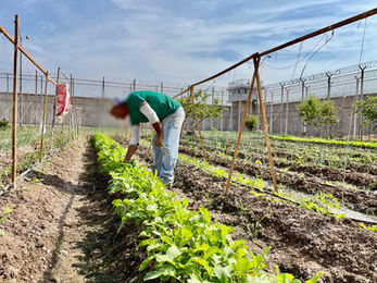 Como parte de los programas para la reinserción social de las Personas Privadas de la Libertad, se fomentan actividades para el desarrollo de oficios