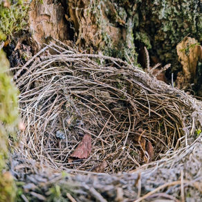 EMPTY NESTER: HOW TO SELL THE PLACE YOU CALL HOME