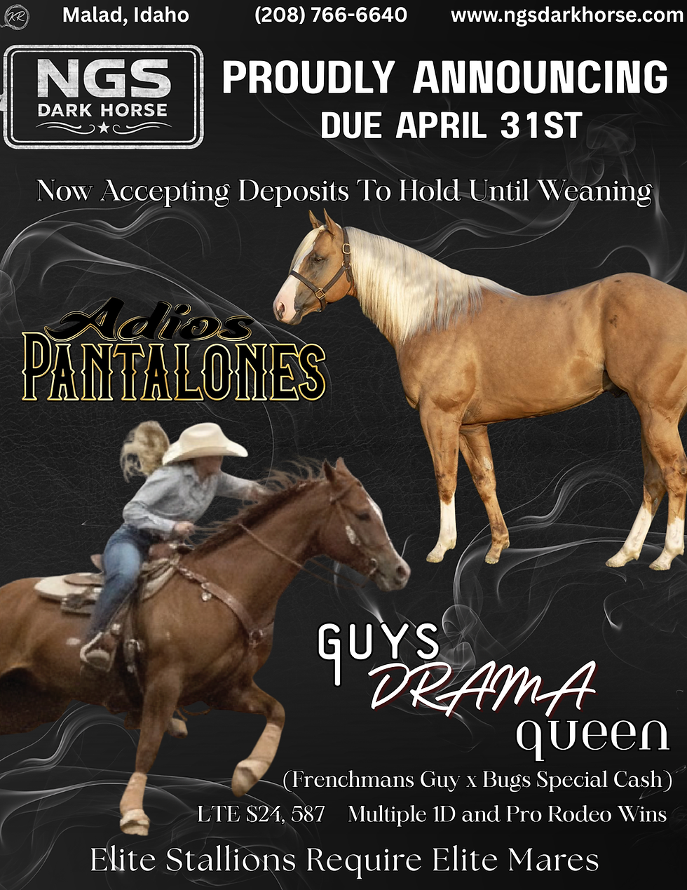 Thumbnail: 3rd Foal Adios Pantelones x Guys Drama Queen 
