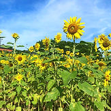 IMG_1081.jpeg