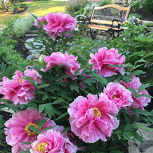 Cozy spot #gardenbench #inthegarden #peo