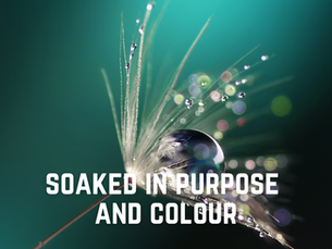 Soaked in Purpose and Colour