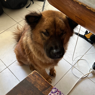 IMG_7038.jpeg