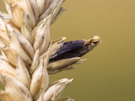 Message Technique N° 13