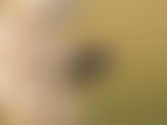 Message Technique N° 13