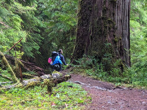 Félix au Olympic National Park, état de Washington