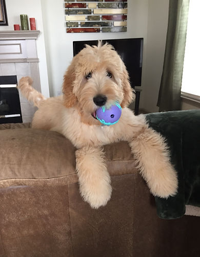 Zuzu with ball.jpg