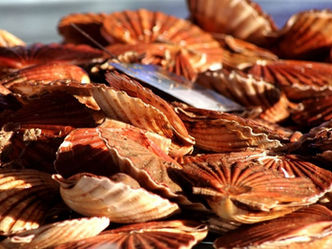 La fête de la coquille Saint-Jacques