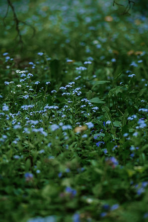 forgetmenot.jpg