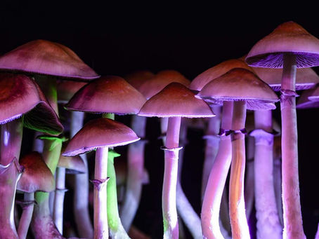 Tripping On Research Into 'Shrooms