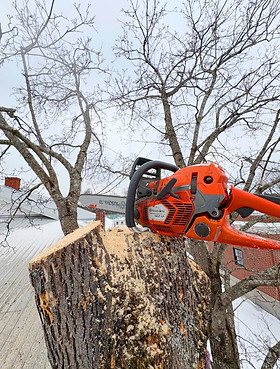 Tree removal services near North Conway