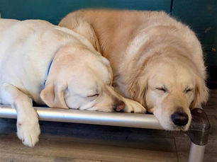 Tired Dogs After Playing