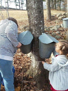 Family Owned Maine Maple Syrup