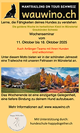 Flyer für Mantrailing Seminar im Münstertal mit wauwino und Hundeschule Happy DOGether