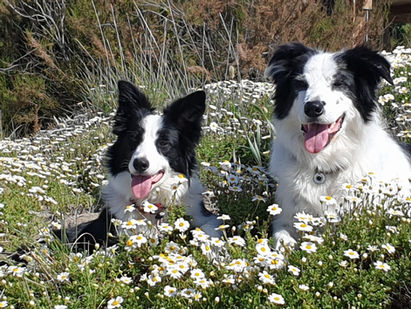 Fellnase "Chester" und "Ellie" auf der Wiese
