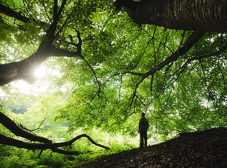 featured_art_heal_forests.jpg