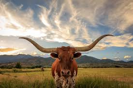 Texas Part 1