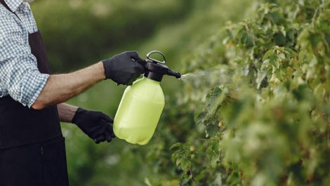 Plagas y enfermedades más comunes en jardines