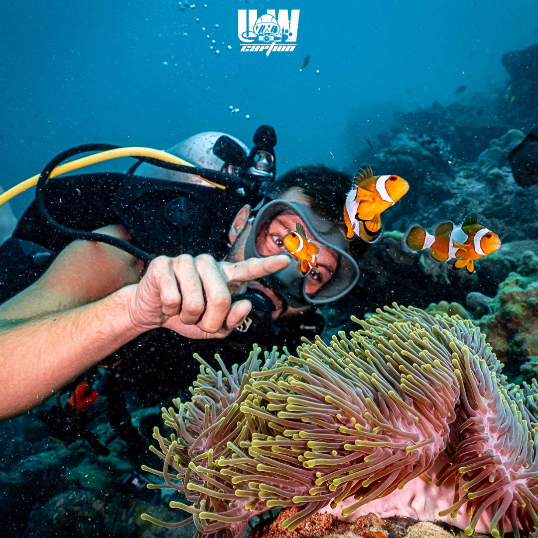 scuba diver with clown fish