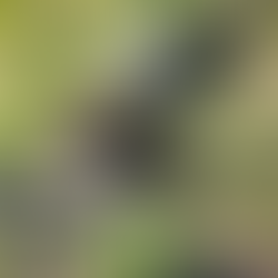 Sunstar Arosa bear sanctuary