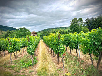 Alsace cycle routes winery