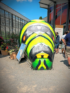 mainau island butterflies