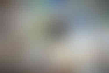 common marmoset vogelpark ambigua