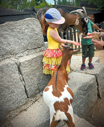 Rapperswil Knies Kids Zoo (Kinderzoo) goats petting zoo