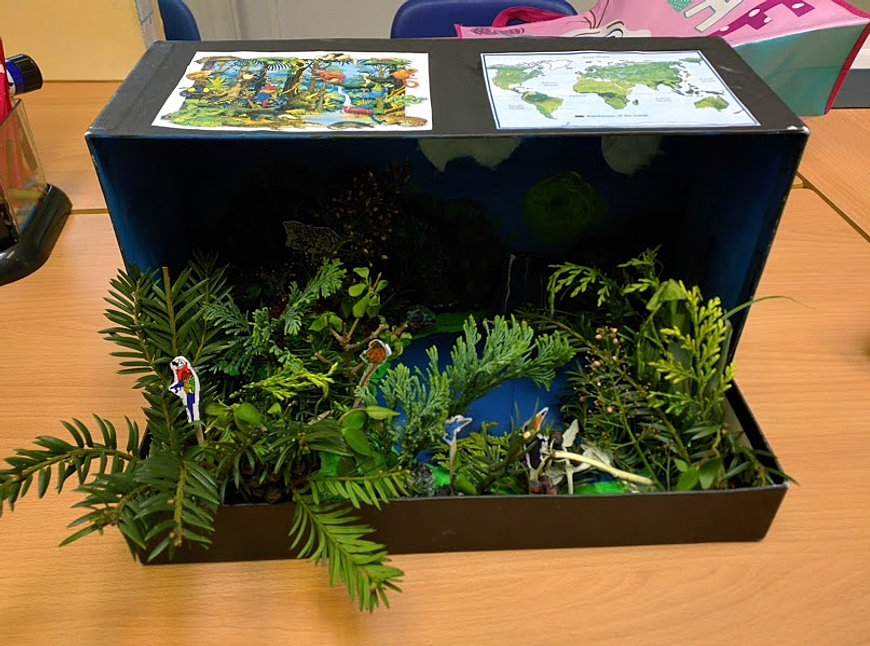Rainforest dioramas
