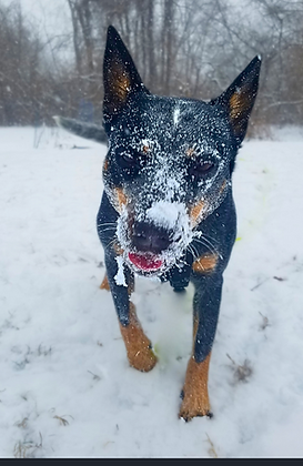 photo of a blue heeler covered in snow looking at the camera