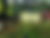 A farm scene with cows, goats, chickens, a mobile chicken coop and trees