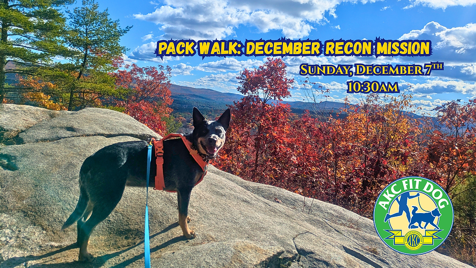 Pack Walk: December Recon Mission