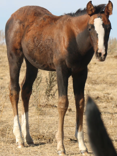 IMGLINEI -1_2653.JPG