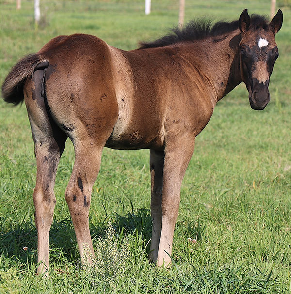 Almars Secret Ego Foal