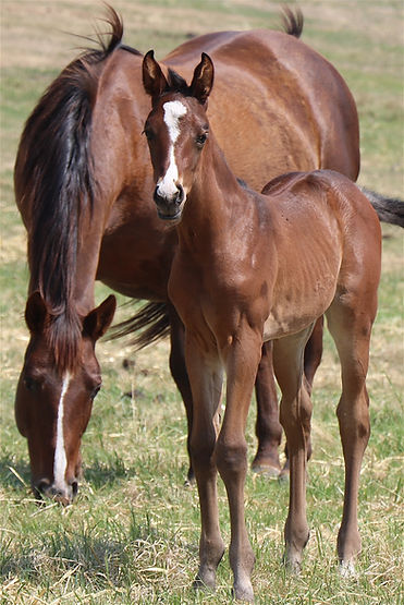 Tacocine Filly