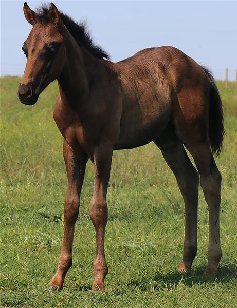 Katco Foal