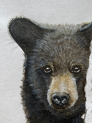 Black Bear.jpg