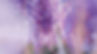 Wisteria+Section+2.jpg