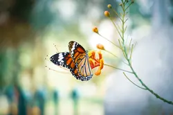 Bunter Schmetterling