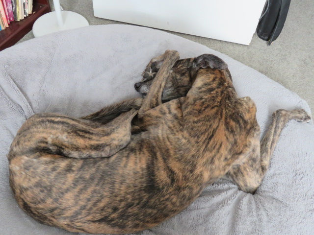 Gird Your Loins! (April 12, 2026)