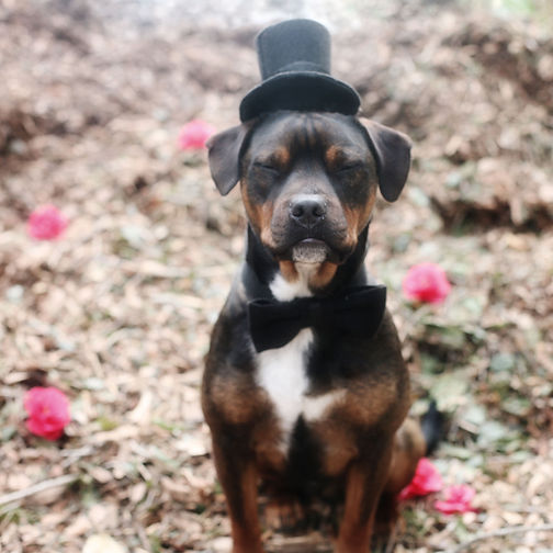 buffalo tux.jpeg