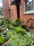 The Little Garden Between the Sidewalk and the Wall