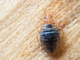 房屋业主,如何选择除虫公司