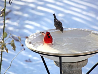 城市的鸟儿比乡村的同类聪明
