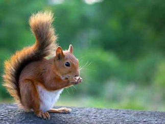 不能喂小松鼠,但是可以捕猎来吃啊