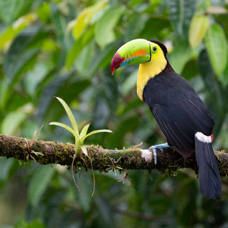 Costa Rica-- Birds