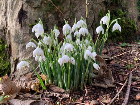 Teucheen’s Snowdrop Bloom - A Sure Sign of Spring!